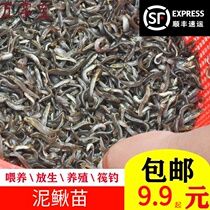 Small loach feed turtles Live arowana live feed Local farming fishing with loach seedling raft fishing release freshwater fish