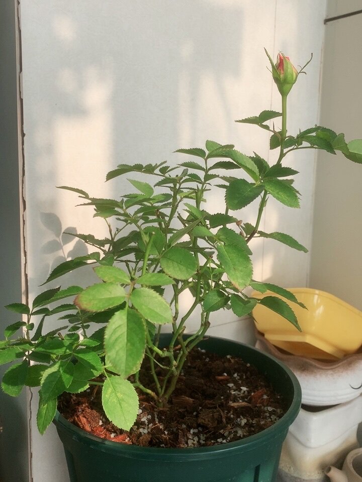 真实测评微月海神王花卉好不好呢？请问怎么样？内行分析实际情况