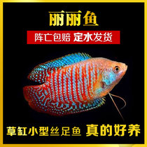 Colorful Lili fish mansaurus tropical ornamental fish grass tank fish freshwater fish small fish live Fry is good to live