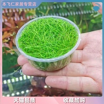 Mini cow hair cow felt Prairie sterile cup living aquatic plants freshwater plants landscaping foreground lawn