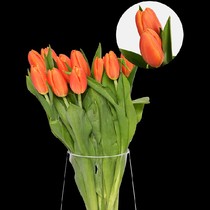  10 Dutch Tulip Princes
