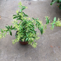 Night fragrance is very strong potted seedlings with soil delivery