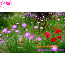 Mosquito repellent plant Mai Xian Weng seeds Horticultural landscape flowers Flower garden balcony Flower seeds four seasons easy to sow easy to live