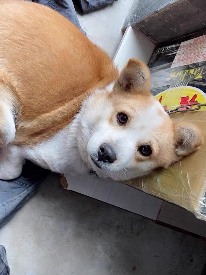 凯锐思犬主粮口碑怎样？详细解密有谁用过？