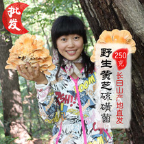 Sulfur fungus Wild Changbai Mountain Yellow Ganoderma Lucidum Jinzhi Dried Products 250g Changbai Mountain Wild Ganoderma Lucidum