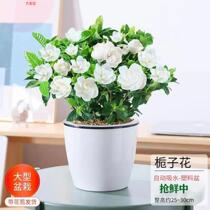 Unique pole Gardenia Flowers Small Leafy Gardenia Indoor Outside With Earth To Ship All Season Green Plant Potted Flowers