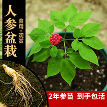 Ginseng seedling indoor planting set Changbai Mountain fresh ginseng bonsai live seedling potted seeds Live ginseng consumption