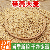 Northeast barley granules shelled barley tea raw material brewing feeding pigeon bird food clearing feed 5kg 10 catties