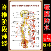 Human spinal segmental nerve and organ correlation diagram distribution map of human structure wall map spine holograms