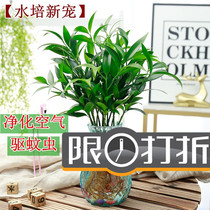 Hydroponic new pet mosquito repellent bamboo rich bamboo water noun pocket plant Pocket Living Room green plant flower potted evergreen