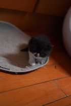 Garfield cat pet cat cubs purebred long-haired kittens live animals live young black and white pure yellow white Changzhou physical store