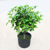 Gui Flower Sapling Potted Old Pile Thick and fragrant floral plant Gui Flower Trees indoor courtyard resistant to cold all season to raise flower seedlings