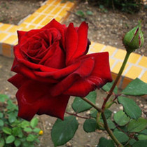 Valentines Day Rose Cut Flowers Moon Season Rose Flowers Red Rose Flowers Red Rose Carola Courtyard Potted Flowers Disease Resistance