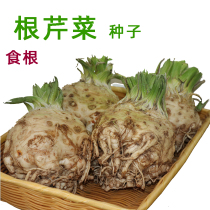 Root celery seed celery seed block celery balcony four spring autumn planting potted courtyard vegetable rapeseed seed