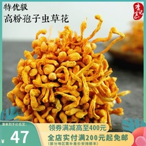 Premium Cordyceps Flower Guangdong Xinhui Selected high-density powder Spore Head North Cordyceps Golden Cordyceps Chrysalis Cordyceps 100g