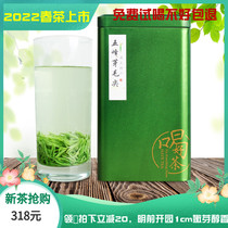 Five Peaks Bud hair sharp foreheads Boutique Tender Shoots 2022 New Tea Zhengzong Chestnut Fragrant Green Tea Bulk