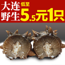 Instant sea cucumber Dalian wild sea cucumber fresh Liao ginseng sea cucumber sea seepage open bag ready-to-eat single aquatic gift box