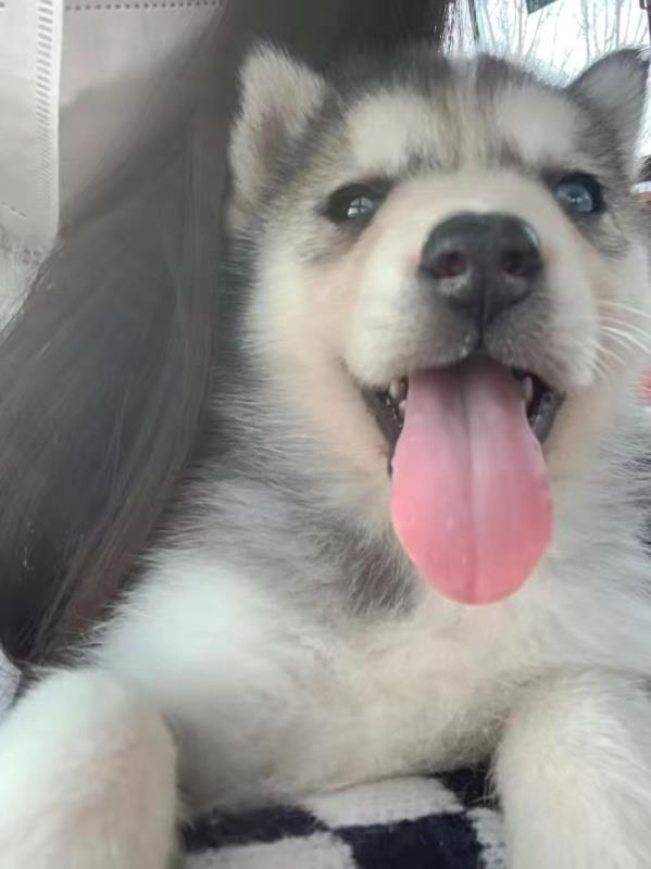 真心分享比乐狗粮犬主粮优缺点如何?真实经历爆料诉说