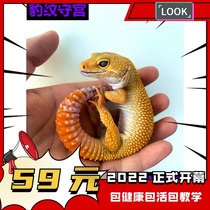 Entry-level net red pet BAO WEN gecko lizard novice lazy crawler pet docile cute heterozygous good to keep alive