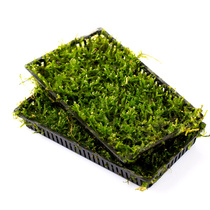 Aiyuebao Water Grass Landscape Mose Water Grass Suspension Stone Mose Fish Tank Aquarium Landscape Real Water Grass Package