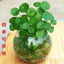 Green plant indoor flower plant glass table top glass bottle water-raising flower pot copper flower four seasons can raise soil living room