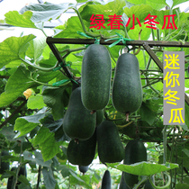 Mini small winter melon seeds seedlings green small festival melon seeds spring and summer sown vegetables seed farm farm garden seedlings