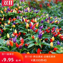 Pepper seed seeds Four Seasons outdoor courtyard sowing Chaotianjiao sweet pepper potted easy-to-grow pepper pepper seedling vegetable chili seed