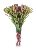 South Africa imported wood lily flowers family DIY flower arrangement 10 one tie high-grade wedding with flowers wood flowers