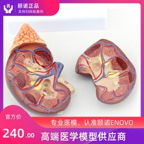 ENOVO Human kidney anatomy model Kidney structure Adrenal gland model Urology medical model