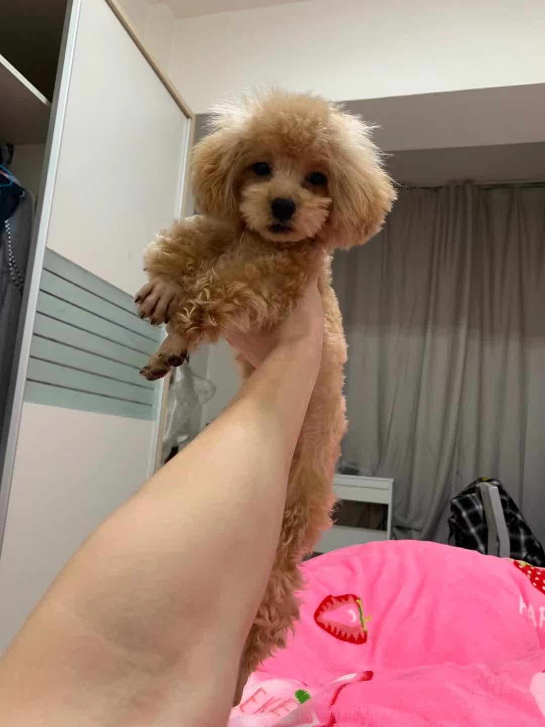 凯锐思犬主粮口碑怎样？详细解密有谁用过？