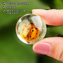 Natural real insect amber specimen new simulation scorpion model personality creative children gift artificial amber