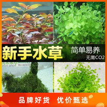 Fish Tank Building Landscape Wood Water Banyan Water Grass Living Fresh Water Plant Sloth Water Grass Groveling Pearl Easy To Live