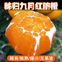 Hubei Zigui summer orange fresh orange sweet orange fresh fruit now picked up found non-Lun evening navel orange 10kg