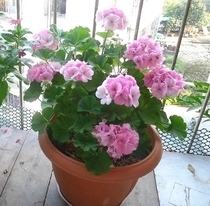 Double petal geranium flower seedling big flower geranium upright hanging hydrangea indoor balcony mosquito repellent grass potted