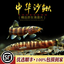Chinese sand loach small tropical fish native stream sand turning tool fish beautiful thin loach loach eats garbage live