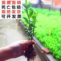 Winter Miao Winter Youth Four Seasons North Cold-resistant Four Seasons Green Outdoor Wan young patio Winter turd Size leafy fence Wall
