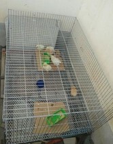 Chicken cage Bold pigeon cage Pigeon supplies and utensils Pigeon cage Large chicken cage Household pigeon breeding cage