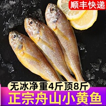 Authentic Zhoushan small yellow croaker Fresh Frozen Deep Sea seafood deep fried barbecue sea catch East China Sea small yellow croaker