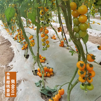 Ojin 101 Fruit Tomato Seed Yellow Cherry Super Sweet Round Western Red Persimmon Seed Balcony Potted Courtyard Vegetable Fry