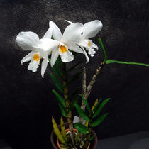 (Back to Mengxianyou naked seedlings 100g) non-iron-skinned Dendrobium seedlings fresh strips Maple dogfish flowers