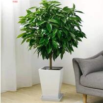 Wan Young Green Planting Potted All Season Evergreen Suction Methanol Plant Indoor Tabletop Living Room Large Bonsai Flowers
