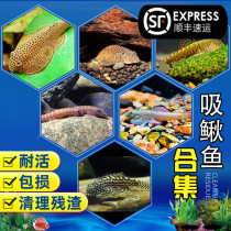 Double suction cup cold water scavenger Aspiration Loach Guizhou Reptile Algae Removal Algae Unwarmed Pipa Fish Aquatic Algae Garbage Cleaners