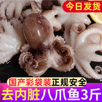 Fresh octopus frozen small octopus fresh mini headshot spicy instant hot pot ingredients frozen seafood aquatic products