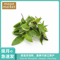 (limited to Jianjiang Zhejiang) Thailands Rohler Thai Basil 20g kim not swapped for nine layers of tower winter clitoral spice