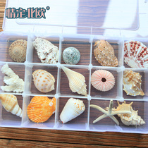 Natural shell conch Coral fish tank decorations Shooting props Crafts Micro-landscape Mediterranean Sea star ornaments