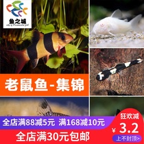 City of Fish Mouse White Flower Mouse Panda Mouse Golden Moss Three Rats Ornamental Fish Tropical Fish Pet Fish Live