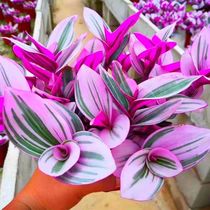 Oil painting wedding imported new products delirium meat plant pot plant to feed color purified air beauty