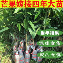 Mango saplings Jinhuang Guiqi Concubine mango seedlings water grafting extra-large potted balcony Southern planting results of the year