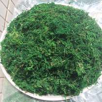 Simulation Moss Micro Landscape Diy Lawn Bonsai Green Planting Wall Paved wall Paved Turf for artificial plants Decorative Green Moss