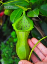 Spoon leaf x bluebell nepenthes cross seed seedling Small cordyceps hall Insectivorous plant pot cannibal flower Insect-catching dilute